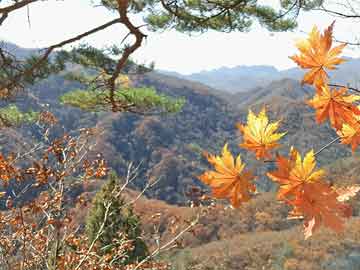 现代家居美学流行趋势，探索最新装修热点